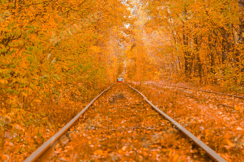 Preview: Autumn forest through which the tram travels, Kyiv and rails