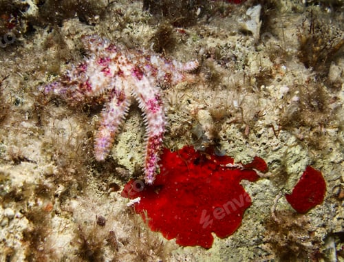 Preview: Colourful starfish from Cyprus
