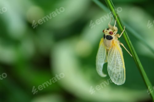 Preview: Close-up of a freshly molted perennial cicada on a green plant stem
