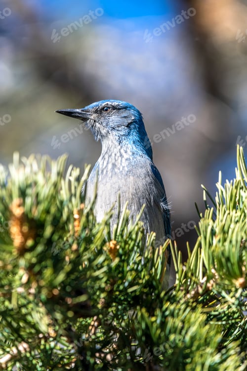 Preview: A blue scrub jay bird in tree