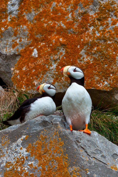 Preview: Puffins on a lichen-covered cliff, Horned puffins, Fratercula corniculata