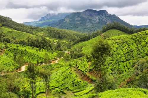 Preview: Tea plantations between Yellapatty and Top station in Munnar, Kerala, India