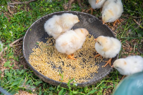 Preview: small white fluffy chickens sitting in a large bowl of grain and learning to eat, Scene showing life
