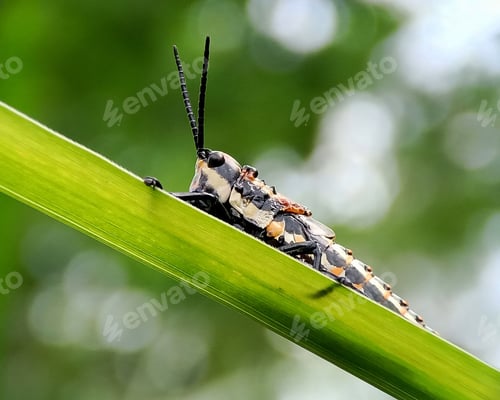 Preview: Grasshopper