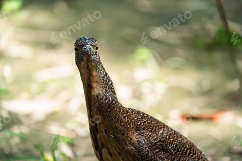 Preview: Malayan Night Heron, This Stunning Bird Showcases a Beautiful Blend of Black