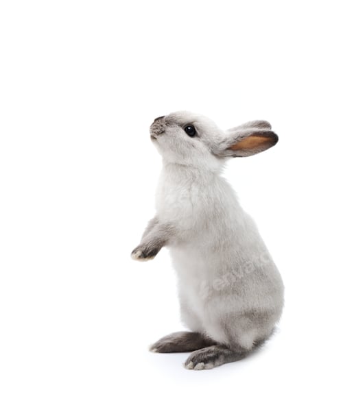 Preview: Little Rabbit On White