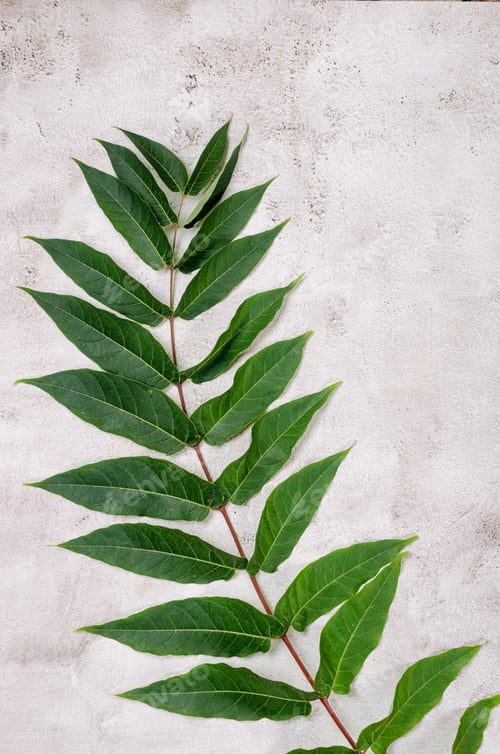 Preview: grassy foliage on textured background.