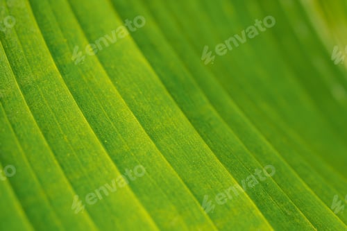 Preview: Close up of green banana leaf background
