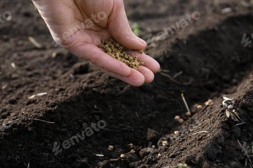 Preview: Man pouring beet seeds into fertile soil outdoors, closeup