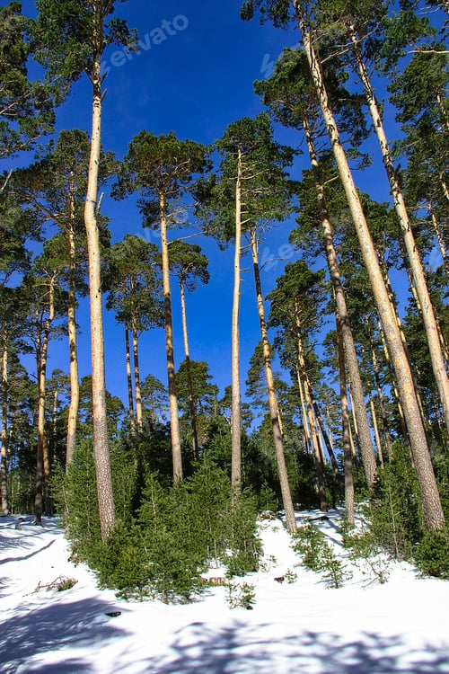 Preview: Scot Pine Forest, Guadarrama National Park, Spain