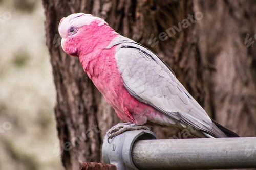 Preview: bird, cockatoo galah, parrot, pet