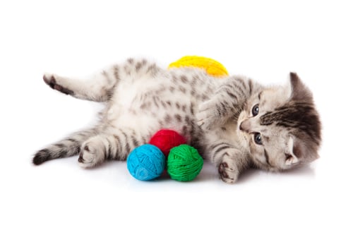 Preview: kitten with balls of threads. little kitten on white background.