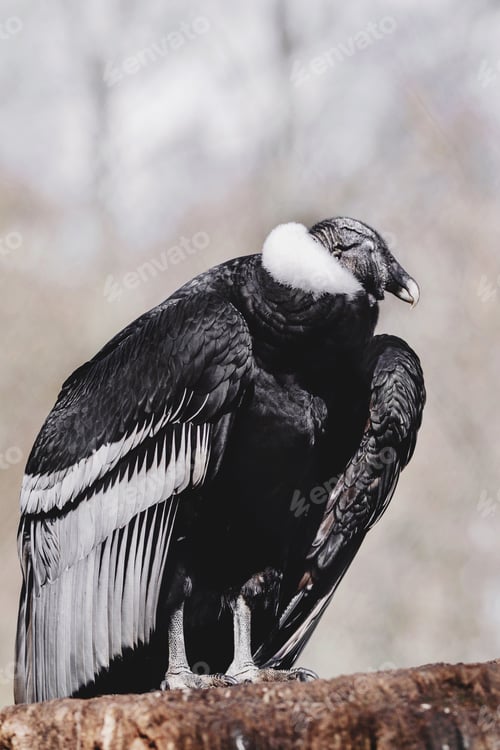 Preview: bird