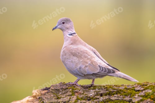 Preview: Eurasian collared dove perched on trunk