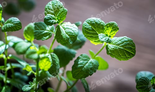 Preview: Bunch of fresh mint