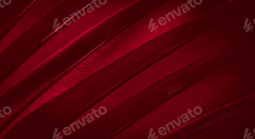 Preview: red feather pigeon macro photo. texture or background