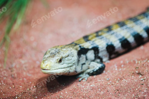 Preview: little lizard close up, lizard macro photography