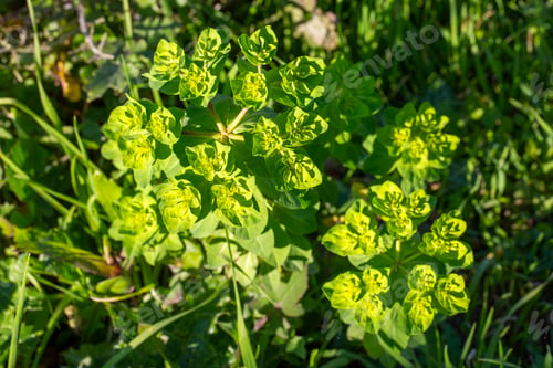 Preview: Botanical detail: Exploring the structure of Euphorbia helioscopia.