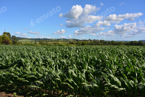 Preview: English summer landscape