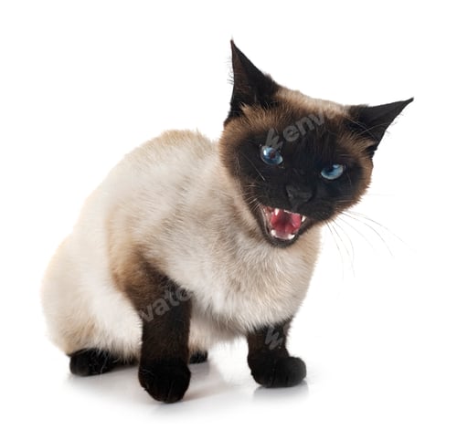 Preview: siamese cat in studio