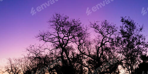 Preview: Silhouette of a tree against a pink and purple dusk sunset sky