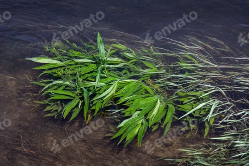 Preview: Aquatic vegetation in the Loire in France