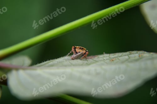 Preview: Jumping Spider Captures Prey on Green Leaf