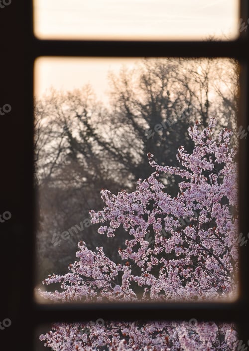 Preview: pink ornamental cherry blossom tree through a window frame