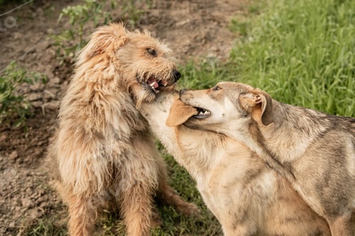 Preview: Cute dogs playing in the garden