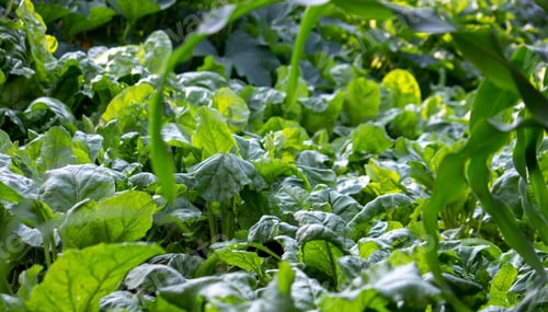 Preview: A personal plot with a garden bed. Farm beds. ecological products. Nature.