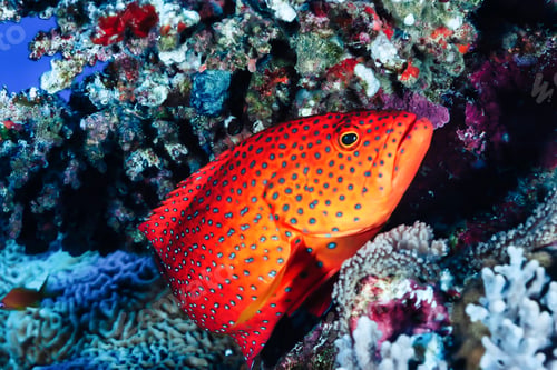 Preview: Red fish swimming in blue ocean water tropical under water. Fishes in underwater wild animal world