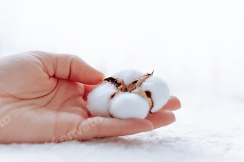 Preview: Holding a cotton flower/ white background