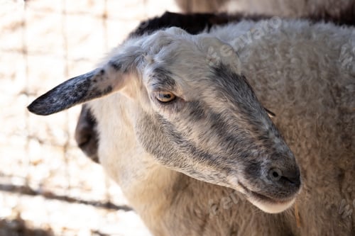 Preview: Sheep head close-up.