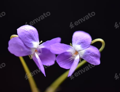 Preview: Close up of purple forest violet