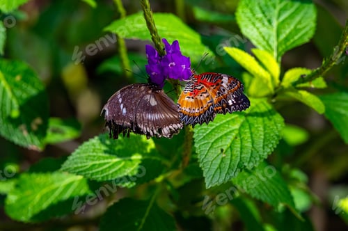 Preview: Eggflies and Cethosia biblis butterflies sit atop a vibrant set of purple flowers