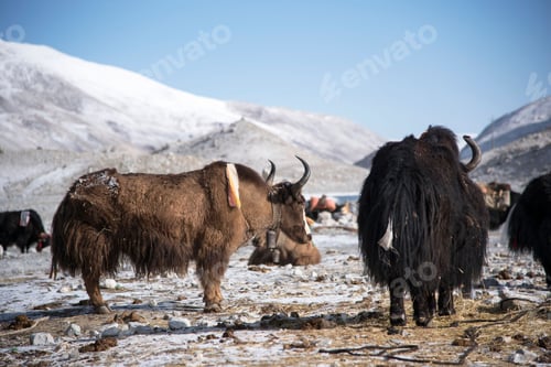 Preview: Scenic view of a group of yaks grazing in the snow-covered landscape