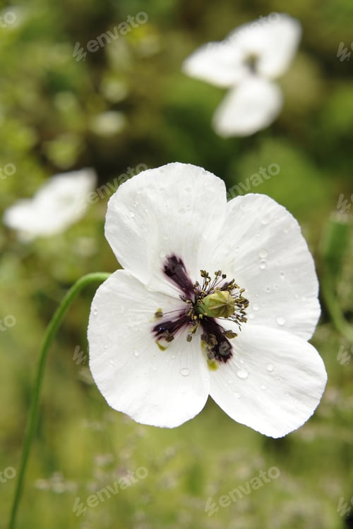 Preview: Close up of the beautiful white poppy flower on the green field