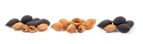 Preview: velvet tamarind fruit ( Dialium cochinchinense) isolated on white
