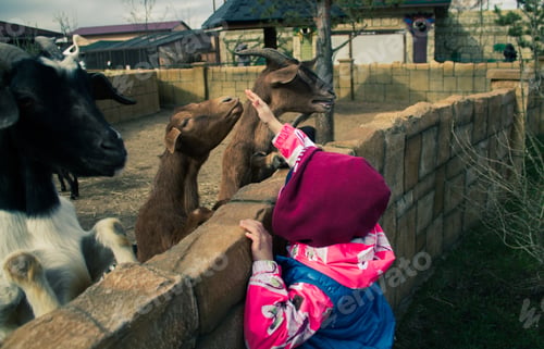 Preview: The child reaches out to the goat to stroke it.
