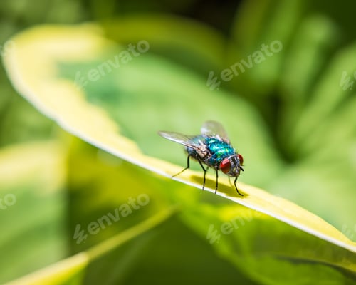 Preview: Close up macro of a house fly insect on a green hosta plant leaf