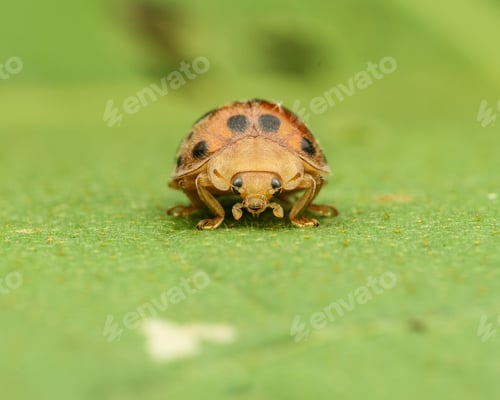 Preview: a beautiful red ladybug on the green leaf