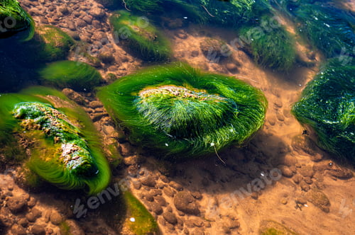 Preview: Green background of algae seaweed. Stone with bright seaweed closeup.