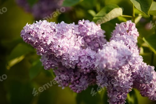 Preview: Lilac in blossom, vilet color, spring flowers in the meadow , spring background,spring weather