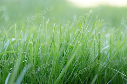 Preview: Green lawn for texture background, front view