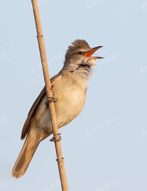 Preview: Great reed warbler, Acrocephalus arundinaceus. A bird sits on a reed and sings against the sky