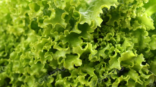 Preview: Background of Fressh Picked Green Lettuce