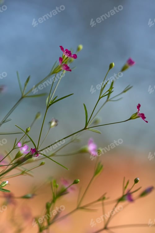 Preview: Close-up view of gypsophila flower