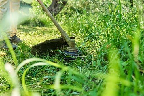 Preview: Gardener mowing weeds in the garden with string grass trimmer.