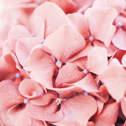 Preview: pink