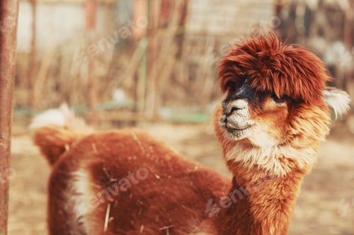 Preview: Brown Alpaca Llama close up photograph of a brown alpaca